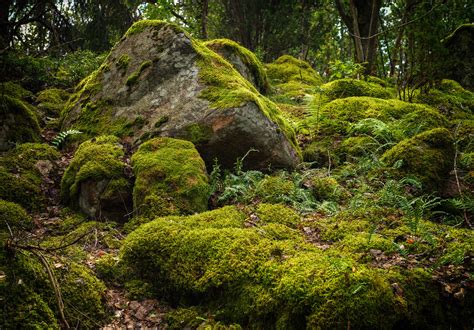 mossyo|mossy .